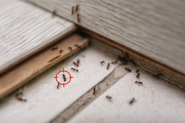 Best Local Pest Control Services  in Marietta, OK