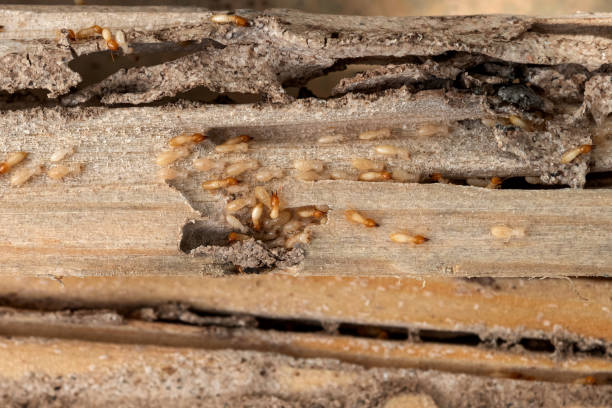 Trusted Marietta, OK Pest Control Experts